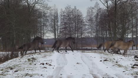 Group-of-wild-horses-crosses-snow-covered-road-in-cloudy-winter-day,-wide-shot