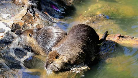 Coypu-nutria-in-a-city-zoo-on-a-sunny-day