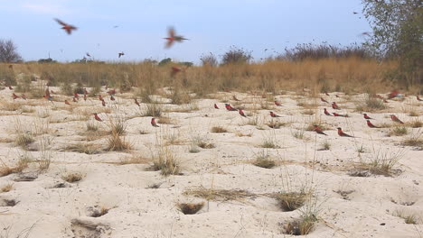The-Southern-Carmine-Bee-eater-colony-during-the-summer-month-of-October-along-the-Zambezi-river-near-Kalizo