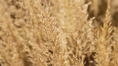 close-up-of-wheat-crop-sunny-light-with-great-bokeh-in-new-york-city-high-line
