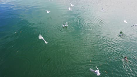 Feeding-birds-on-river-or-lake,-a-flock-of-gulls-fighting-over-food,-crumbles-of-bread