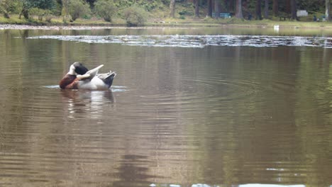 Duck-swimming-on-"Lagoa-Das-Patas",-a-natural-lake-where-you-can-see-different-birds-species-and-ducks