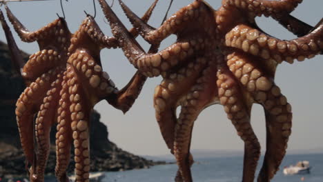 Close-up-shot-of-octopuses-drying-in-the-sun,-hanging-from-a-line