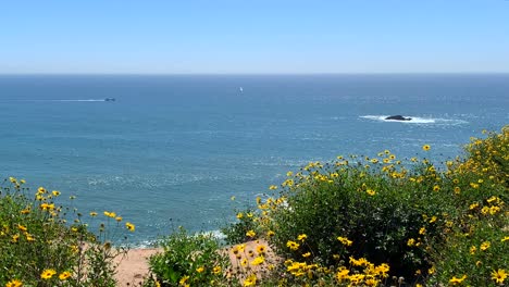 4k-60p,-Yellow-wild-flowers-blow-gentle-in-the-breeze-perched-on-a-a-cliff-overlooking-the-ocean-on-a-summer-day