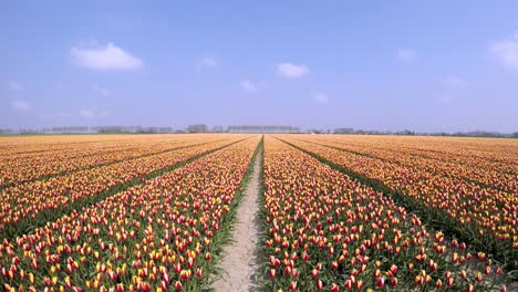 Timelapse-En-Movimiento-De-Un-Campo-Con-Tulipanes-En-Holanda