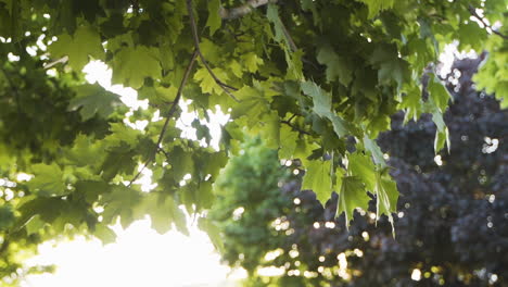 Leaves-blowing-on-a-tree-during-sunset-in-slow-motion