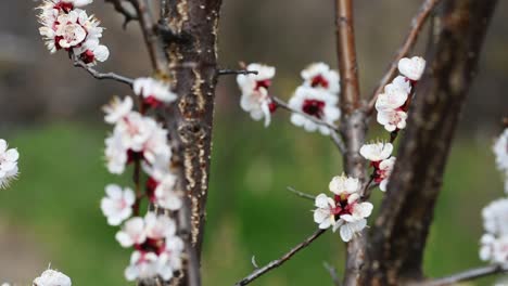 Bees-pollinating-the-flowers-of-a-blooming-apricot-tree