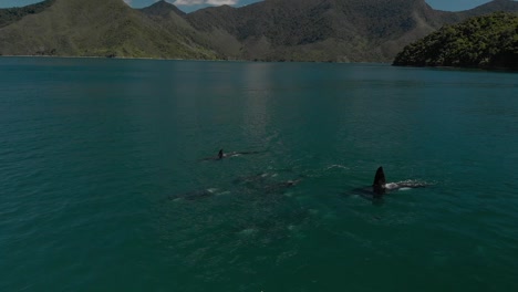 Group-of-killer-whale---orca-in-sea-with-mountains-in-background