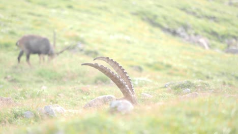Beautiful-medium-shot-of-the-curved-horns-of-an-alpine-ibex-in-Schneibstein-Austria