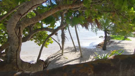 Slow-motion-pullback-in-the-trees-showing-a-beautiful-paradise-beach
