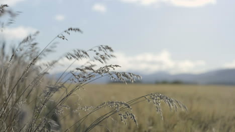 A-close-up-of-grass-stems-blowing-in-the-breeze-with-an-out-of-focus-barley-field-in-the-background