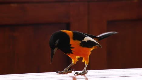 Ein-Wunderschöner-Orangefarbener-Trupialvogel,-Der-Auf-Einem-Tisch-In-Curacao-Nach-Nahrung-Sucht