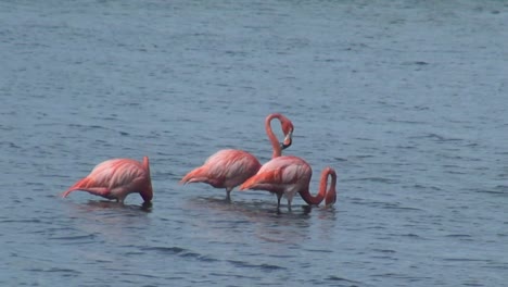 Drei-Rosa-Flamingos