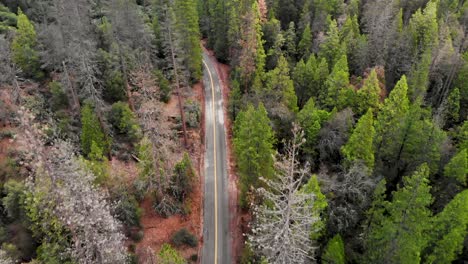 Aerial-shot-above-a-paved-road-through-the-forest-after-a-winter-rain
