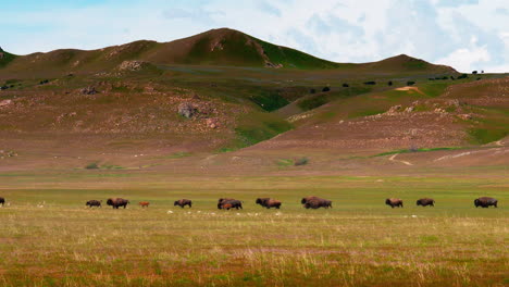 A-herd-of-buffalo-or-bison-walk-around-crossing-the-frame-in-a-green-meadow-with-their-kids-in-the-springtime
