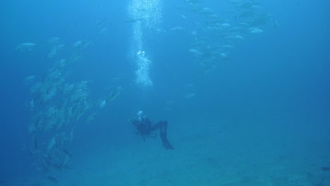 Kameraschwenk-Von-Der-Oberfläche-Bis-Zum-Boden-Mit-Schwarmfischen-Auf-Einem-Taucher