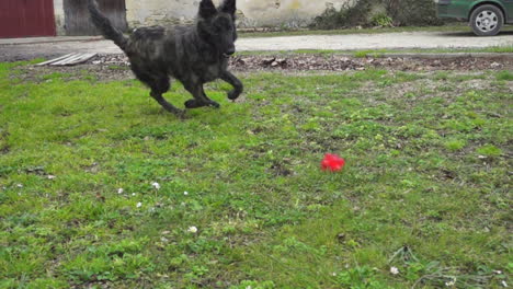 Zeitlupe-Eines-Hundes,-Der-Rennt-Und-Einen-Spielzeugball-Fängt
