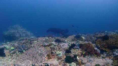 Ein-Schwarzer-Mantaray-Schwimmt-Nahe-An-Der-Oberfläche,-Um-Von-Rifffischen-Gesäubert-Zu-Werden