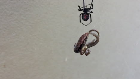 Dangerous-Australian-Redback-Spider-eats-a-lizard-that-is-trapped-in-its-web