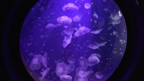 Vista-Cercana-De-Algunas-Medusas-Nadando
