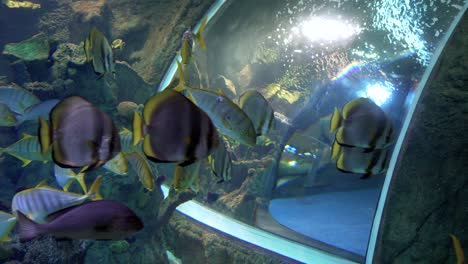 Fishes-swimming-in-a-big-aquarium