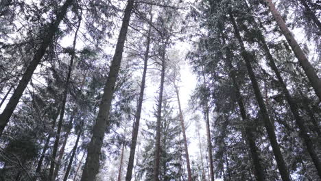 La-Cámara-Se-Mueve-A-Través-De-Los-árboles-En-Un-Bosque-En-Riga,-Letonia-En-El-Invierno
