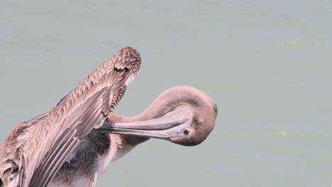 Brown-Pelican-grooming-feathers