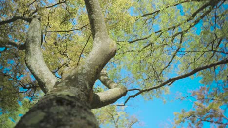Baumbrunch-Mit-Grünen-Blättern,-Rotationstrieb