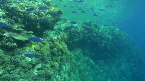 Large-school-of-Blue-Fusilier-pass-by-on-the-reef