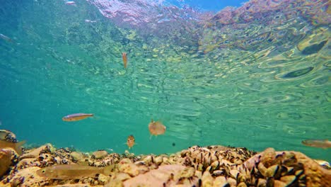 Fische-Schwimmen-über-Dem-Grund-Des-Ohridsees-In-Mazedonien