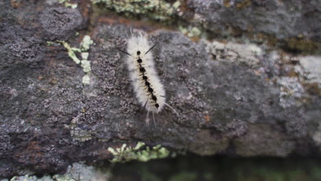 Fuzzy-caterpillar-crawling-on-mossy-rock-up-close-macro