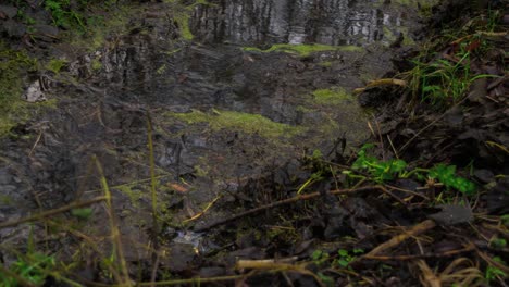 Timelapse-of-darkbrown-green-water-flowing-through-a-creek-in-a-dark-forest-at-sunset