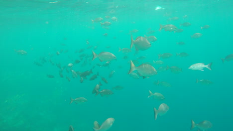Fischschwarm-Schwimmt-In-Einem-Blauen-Ozean,-An-Einem-Riff-Auf-Den-Malediven