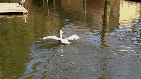 Dalmatian-pelican-swimming-in-a-city-zoo