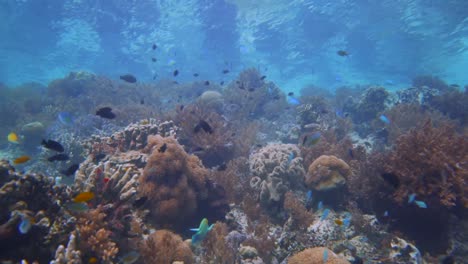 Un-Hermoso-Arrecife-De-Coral-Poco-Profundo-En-El-Sudeste-Asiático