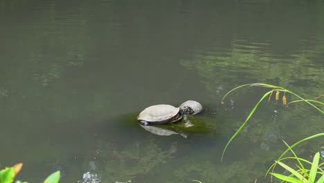Schildkröte-Auf-Stein-Im-See