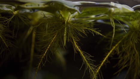Zwergwassersalat-Im-Aquarium-Schwimmende-Wasserpflanzen-Wurzeln