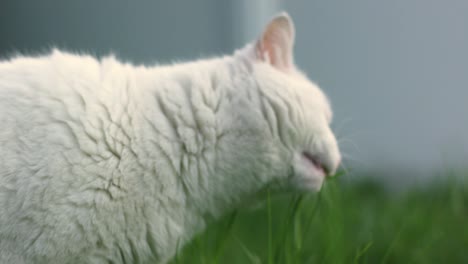 Cat-Chew-Grass-in-Green-Lawn