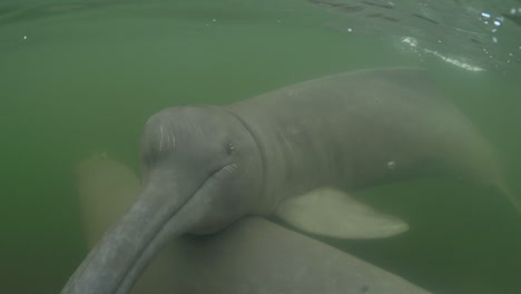 Underwater-video-of-2-river-dolphins-swimming-and-playing-at-an-Amazon-river,-Para,-Brazil