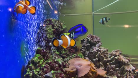 Ein-Indoor-Aquarium-Mit-Clownfisch--Und-Korallendekor