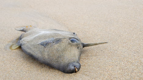 Dead-leatherjacket-fish-washed-up-on-an-Australian-ocean-sandy-beach