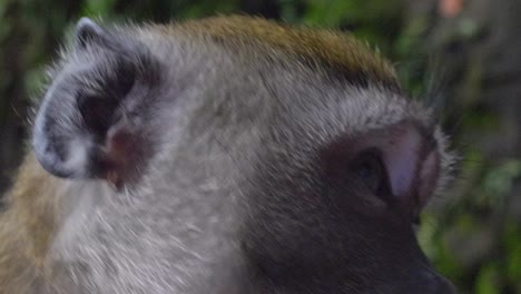 Monkey-eating-in-front-of-the-camera,-in-Kuala-Lumpur,-Malaysia,-4K