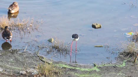 Black-winged-Stilt-bird-searching-for-food-and-a-group-of-spot-billed-ducks-resting-near-a-lake-shore-I-Birds-near-a-lake-shore-stock-video