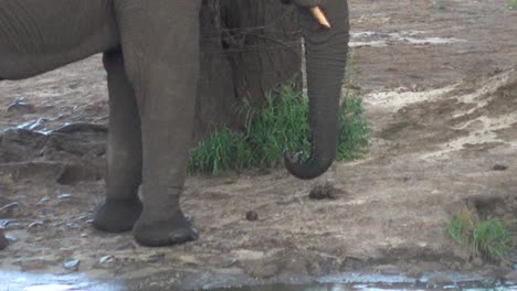 Erwachsener-Elefant-Entspannt-Sich-Und-Trinkt-Wasser-Mit-Seinem-Rüssel,-Nach-Unten-Geneigt