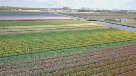 Fly-up-from-the-middle-of-the-tulip-field-in-4K