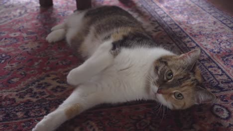 Katze-Liegt-Auf-Dem-Boden-Und-Blickt-Intensiv-In-Die-Kamera