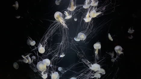 Medusas---Chrysaora-Lechera---En-El-Acuario-De-Kamon,-Japón