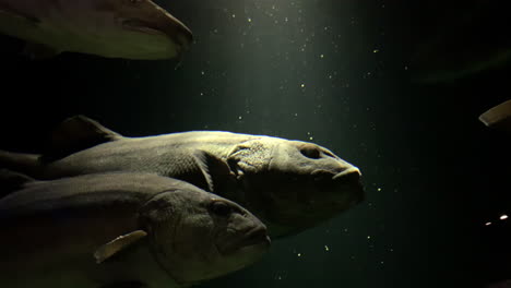 Stereolepis-Doederieini---Großer-Fisch,-Gestreifter-Judenfisch-Im-Kamon-Aquarium,-Japan