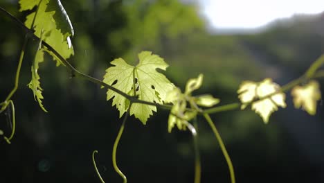 Grape-leaves-in-sunset-on-a-vineyard-with-lensflare
