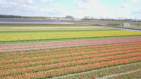 Atemberaubende-Aussicht-Auf-Die-Tulpenfelder-In-Holland-In-4K